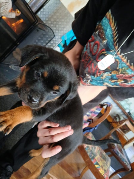 Purebreed bobtail Rottweiler puppys Carousel 15