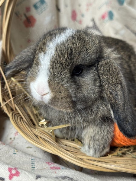 **Trained Mini Lop Bunny Rabbits & Care Package** Carousel 1