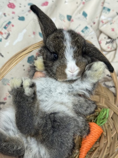 **Trained Mini Lop Bunny Rabbits & Care Package** Carousel 2