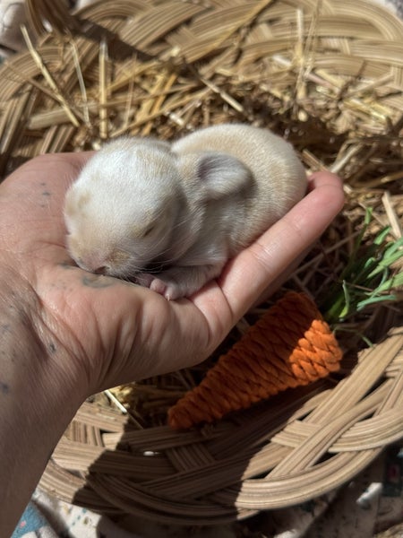 **Trained Mini Lop Bunny Rabbits & Care Package** Carousel 8