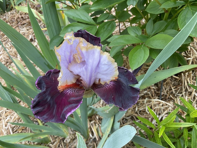 Iris bearded int , irwell gossip Carousel 1