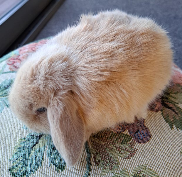 Beautiful minilop kits Carousel 1