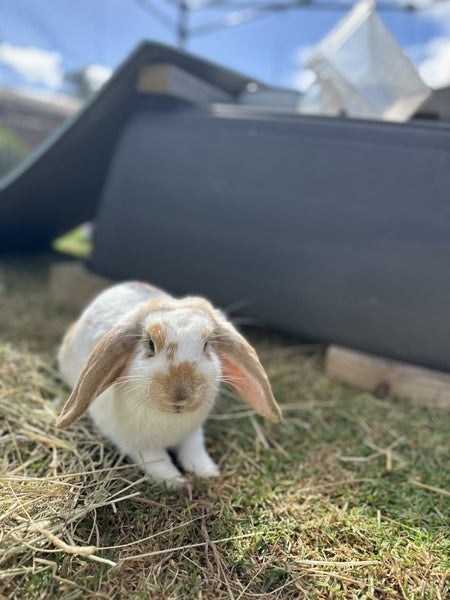 Gorgeous Mini Lop Brothers – Bonded Pair + Custom Hutches & Full Setup Carousel 2
