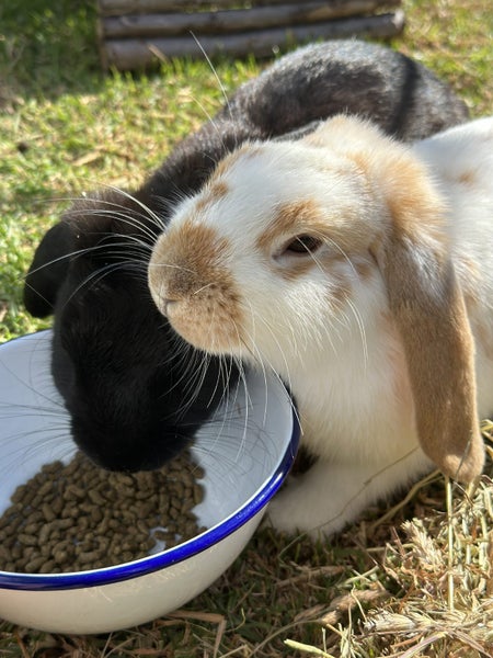 Gorgeous Mini Lop Brothers – Bonded Pair + Custom Hutches & Full Setup Carousel 1