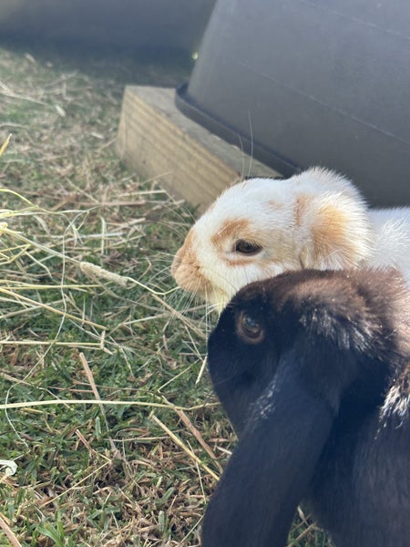 Gorgeous Mini Lop Brothers – Bonded Pair + Custom Hutches & Full Setup Carousel 16