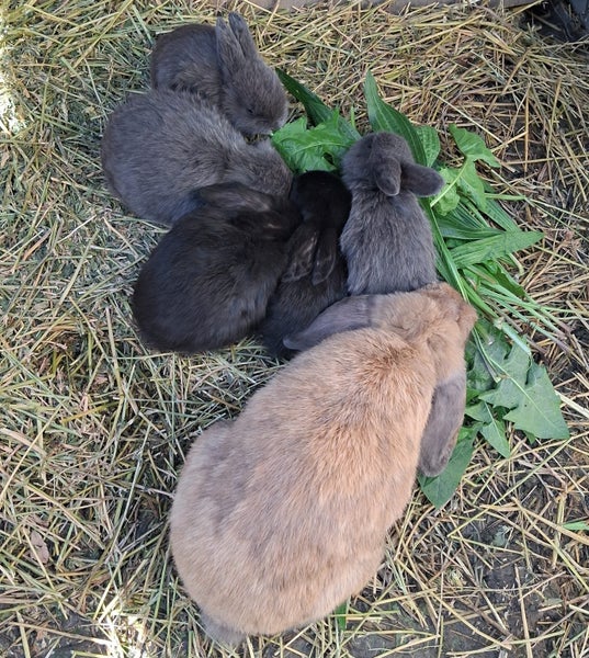 Mini Lop Baby Bunnies Carousel 1