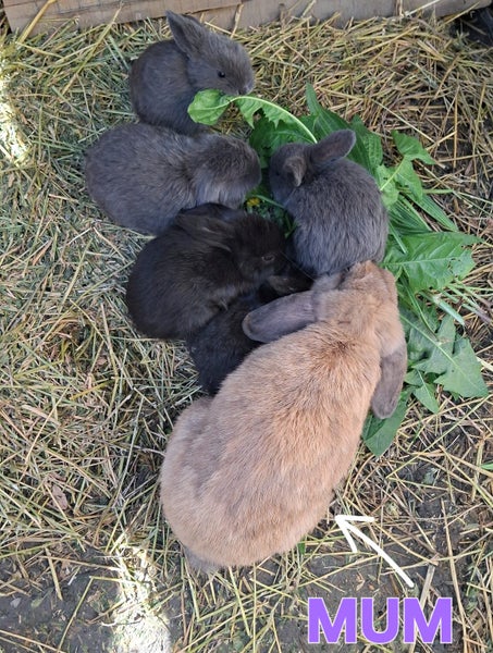 Mini Lop Baby Bunnies Carousel 2