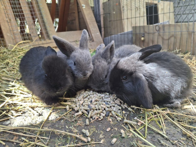 Mini Lop Baby Bunnies Carousel 11