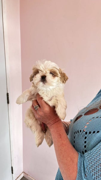 shitzu Maltese Carousel 1