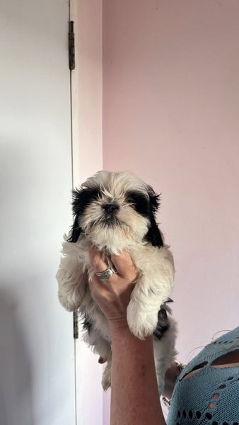 shitzu Maltese Carousel 2