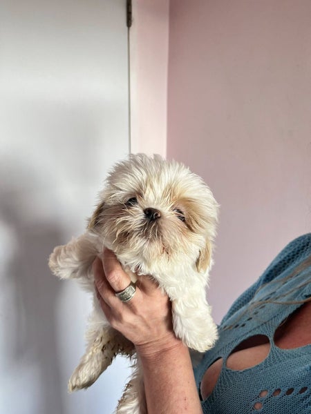 shitzu Maltese Carousel 6