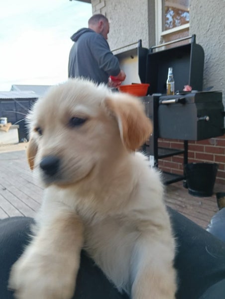 Golden Retriever x Border Collie Puppy Carousel 2