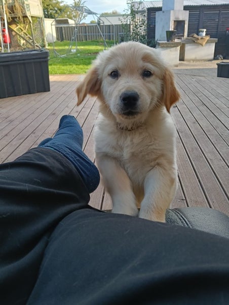Golden Retriever x Border Collie Puppy Carousel 1