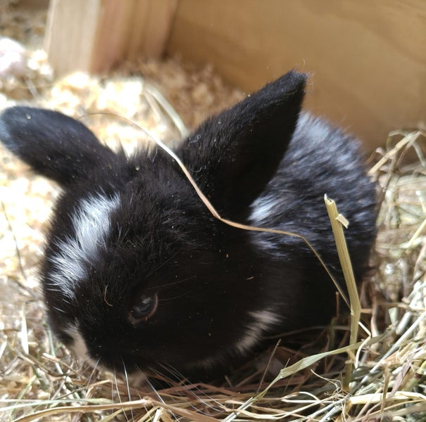 Baby mini lops purebreed Carousel 2