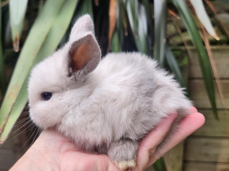 minilop bunnies Carousel 1