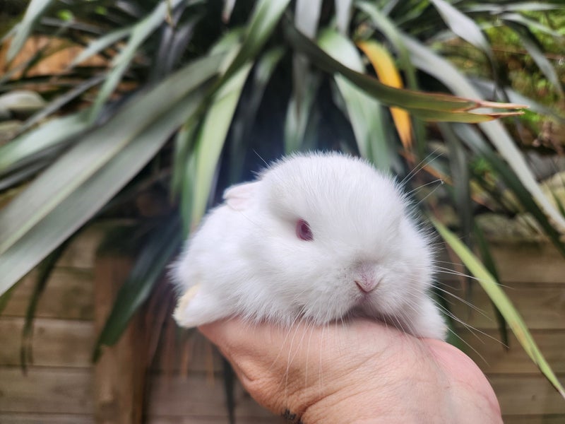 minilop bunnies Carousel 4