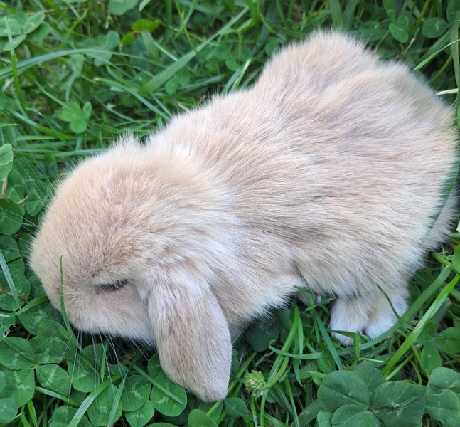 Beautiful minilop kits Carousel 2