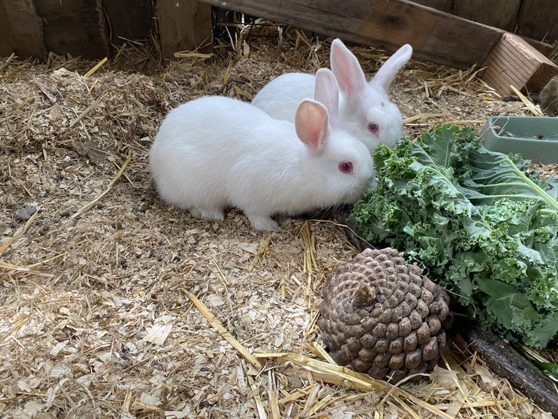 Baby rabbits for sale Carousel 13