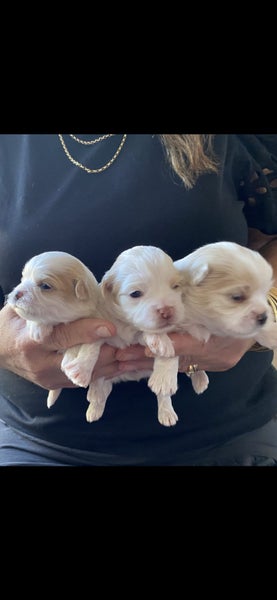 Maltese/Shih Tzu Puppies. Carousel 5