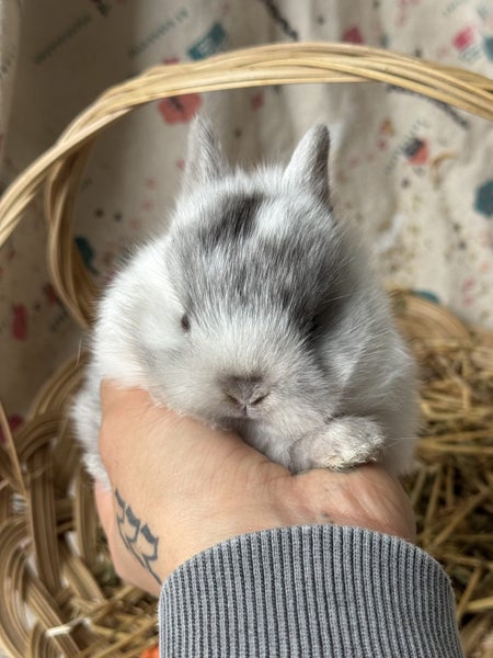 **Trained Netherland Dwarf Bunny Rabbits & Care Package** Carousel 1