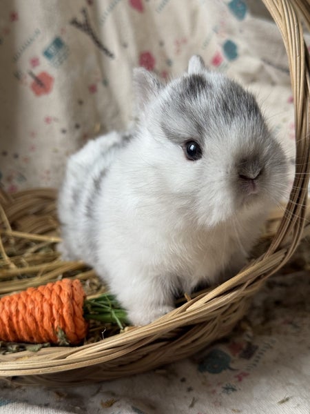 **Trained Netherland Dwarf Bunny Rabbits & Care Package** Carousel 2