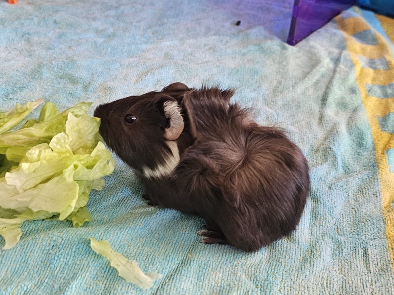 Baby Guinea pigs Carousel 1