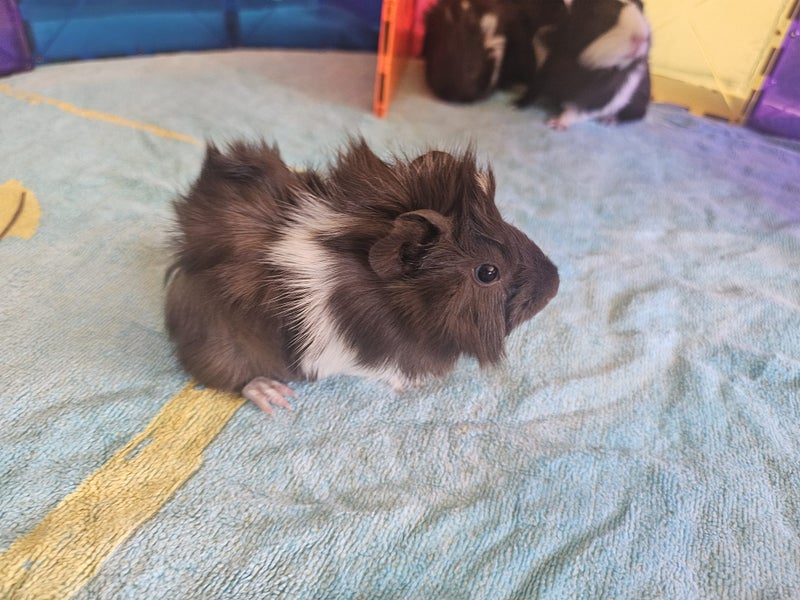 Baby Guinea pigs Carousel 2
