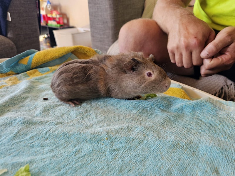 Baby Guinea pigs Carousel 3