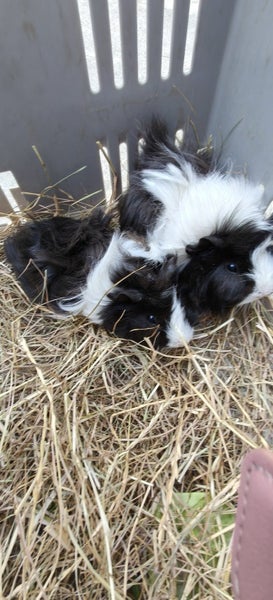 Fluffy Guinea pigs Carousel 2
