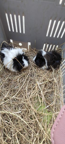 Fluffy Guinea pigs Carousel 1