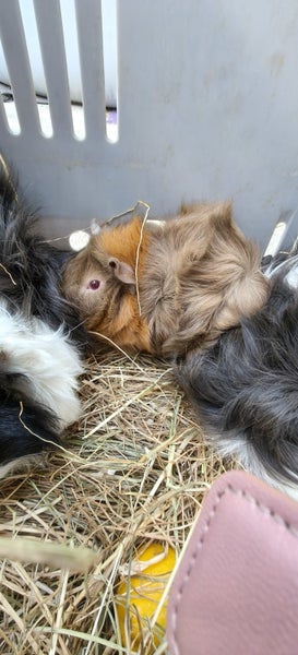 Abysinian Guinea pigs Carousel 1