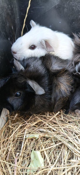 Abysinian Guinea pigs Carousel 2