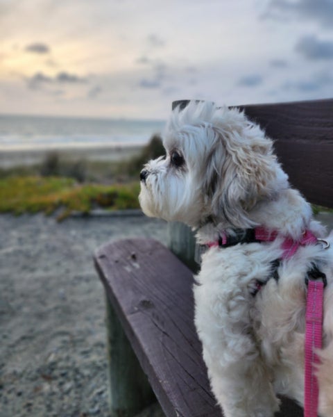 7-Year-Old Bichon Shih Tzu Looking for Loving Home Carousel 1