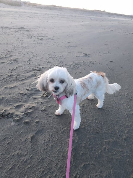 7-Year-Old Bichon Shih Tzu Looking for Loving Home Carousel 4