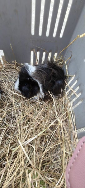 Fluffy Guinea pigs Carousel 4