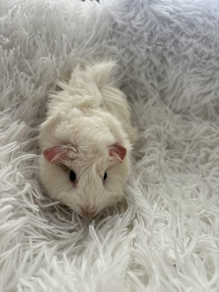 Guinea Pigs Carousel 1