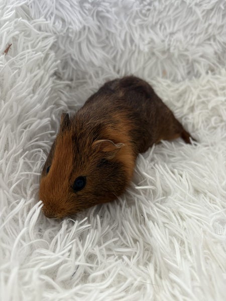 Guinea Pigs Carousel 2