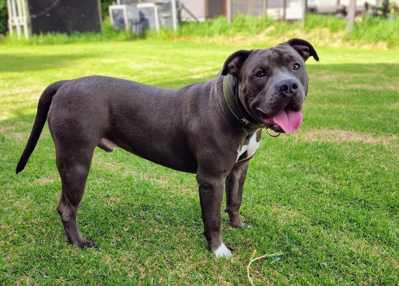 American Bully XL Puppies | ABKC Pedigree Registered Carousel 1