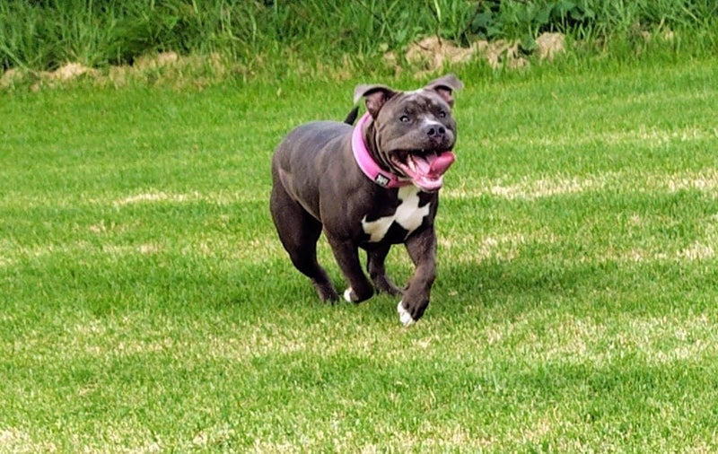 American Bully XL Puppies | ABKC Pedigree Registered Carousel 2