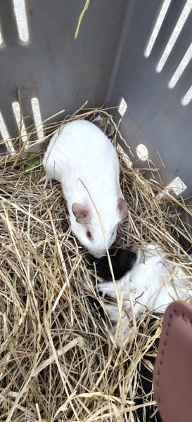 Abysinian Guinea pigs Carousel 7