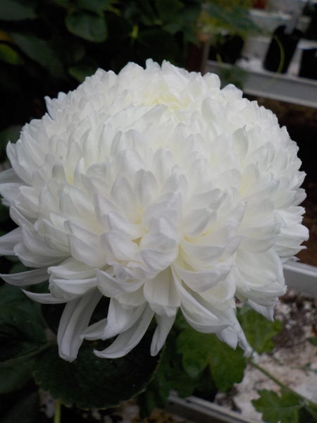 Chrysanthemum Henry Angelini Carousel 1