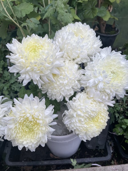Chrysanthemum Henry Angelini Carousel 2