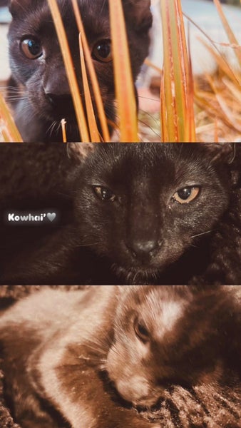 rescue teen cat Kowhai (fostered in New Windsor) Carousel 2