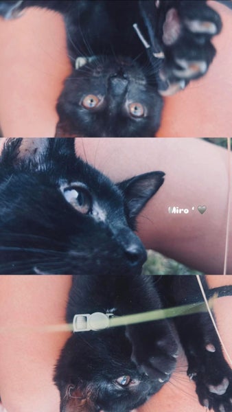 rescue teen cat Miro (fostered in New Windsor) Carousel 2