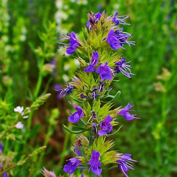 Hyssop plants in 5cm pots x 3 Carousel 1