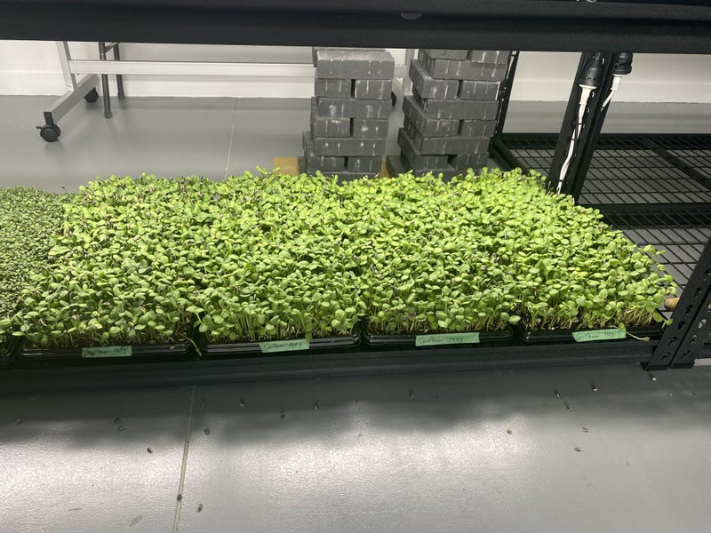 Commercial Scale Microgreens Production Carousel 2