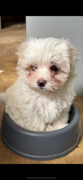 Female Maltese Puppy Carousel 2