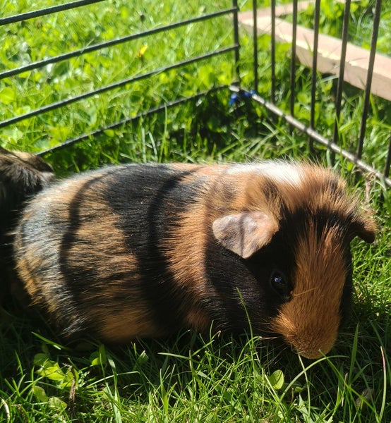 Baby guinea pigs Carousel 1