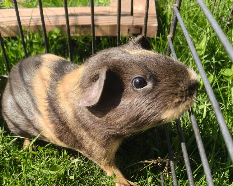 Baby guinea pigs Carousel 4