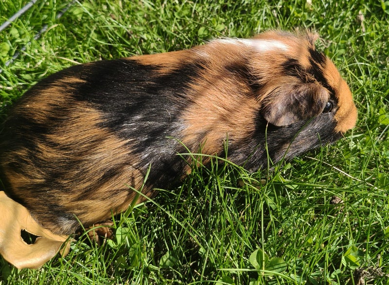 Baby guinea pigs Carousel 2